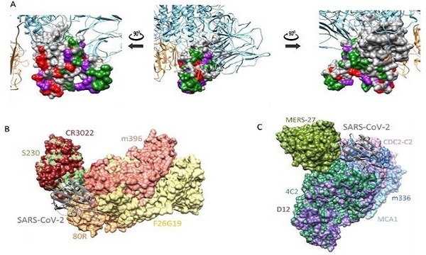 Hình ảnh minh họa RNA của các loại virus được đưa vào nghiên cứu. (Ảnh: KRICT​)